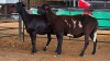 2 X MEATMASTER EWE M. EKSTEEN (Pay per animal to take the lot)