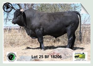 1x BUL BF 180206 BLACK FOX