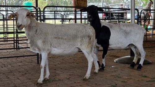 2 X MEATMASTER EWE M. EKSTEEN (Pay per animal to take the lot)