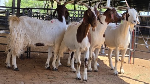 5 X BOERBOK DOE M. EKSTEEN (Pay per animal to take the lot)
