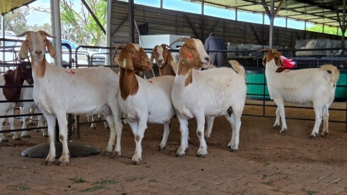 5 X BOERBOK DOE M. EKSTEEN (Pay per animal to take the lot)