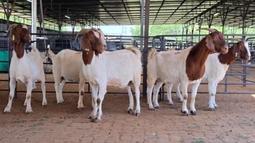 5 X BOERBOK DOE M. EKSTEEN (Pay per animal to take the lot)