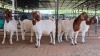 5 X BOERBOK DOE M. EKSTEEN (Pay per animal to take the lot)