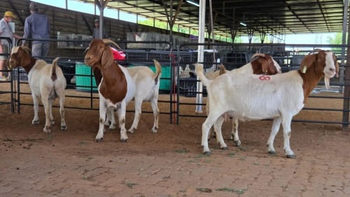5 X BOERBOK DOE M. EKSTEEN (Pay per animal to take the lot)