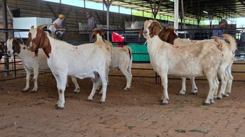 6 X BOERBOK DOE M. EKSTEEN (Pay per animal to take the lot)