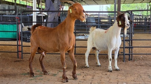 2 X BOERBOK DOE M. EKSTEEN (Pay per animal to take the lot)