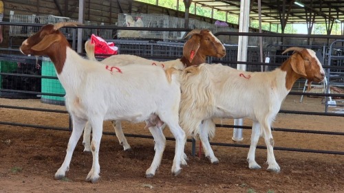 3 X BOERBOK DOE M. EKSTEEN (Pay per animal to take the lot)
