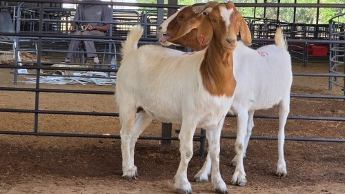 2 X BOERBOK DOE M. EKSTEEN (Pay per animal to take the lot)