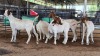 5 X BOERBOK DOE M. EKSTEEN (Pay per animal to take the lot)