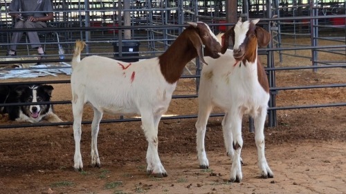 2 X BOERBOK DOE M. EKSTEEN (Pay per animal to take the lot)