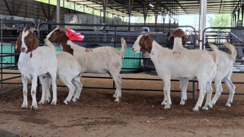 5 X BOERBOK DOE M. EKSTEEN (Pay per animal to take the lot)