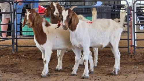 3 X BOERBOK BUCK M. EKSTEEN (Pay per animal to take the lot)