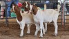 3 X BOERBOK BUCK M. EKSTEEN (Pay per animal to take the lot)