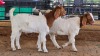 2 X BOERBOK BUCK M. EKSTEEN (Pay per animal to take the lot)