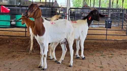 3 X BOERBOK DOE M. EKSTEEN (Pay per animal to take the lot)