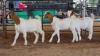 3 X BOERBOK DOE M. EKSTEEN (Pay per animal to take the lot)