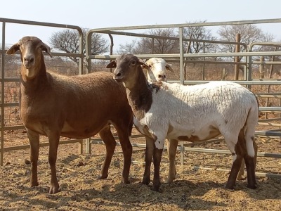 3 X OOI/EWE MEATMASTER ELDERSRUST MEATMASTERS (PER PIECE TO TAKE THE LOT)