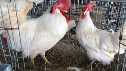 3 X Leghorn ROOSTER & HEN Ansie vd Merwe (Pay per animal to take the lot)