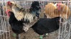 3 X Easter Egger ROOSTER & HEN Ansie vd Merwe (Pay per animal to take the lot)