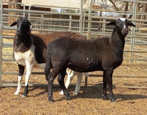 2 X OOI/EWE MEATMASTER ELDERSRUST MEATMASTERS (PER PIECE TO TAKE THE LOT)