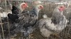 3 X Cross Breed ROOSTER & HEN Adeo Cloete (Pay per animal to take the lot)