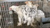 3 X Splash Brahma ROOSTER & HEN Adeo Cloete (Pay per animal to take the lot)