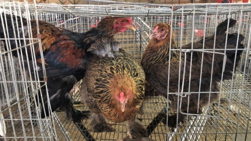 3 X Golden Partridge ROOSTER & HEN Adeo Cloete (Pay per animal to take the lot)