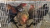 3 X Golden Partridge ROOSTER & HEN Adeo Cloete (Pay per animal to take the lot)