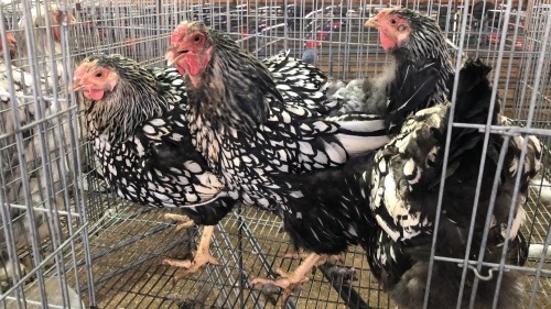 3 X Silver Laced Wyandotte ROOSTER & HEN Adeo Cloete (Pay per animal to take the lot)