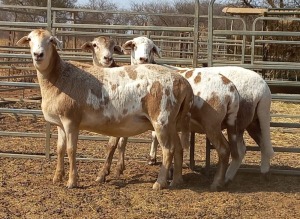 3 X OOI/EWE MEATMASTER ELDERSRUST MEATMASTERS (PER PIECE TO TAKE THE LOT)