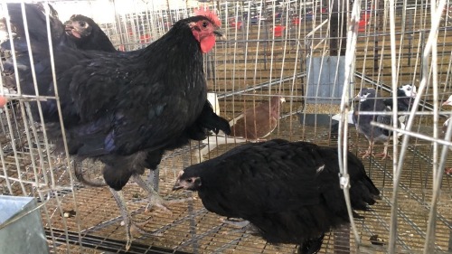 3 X Australorp ROOSTER & HEN Adeo Cloete (Pay per animal to take the lot)