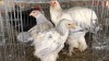 3 X Blue Light Columbian ROOSTER & HEN Adeo Cloete (Pay per animal to take the lot)