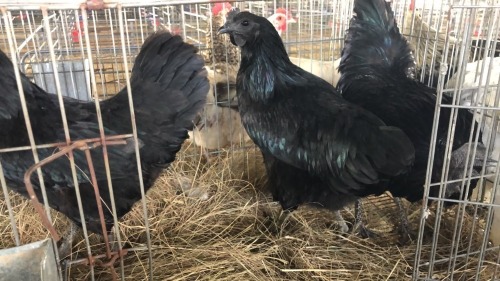 3 X Ayam Cemani ROOSTER & HEN Adeo Cloete (Pay per animal to take the lot)