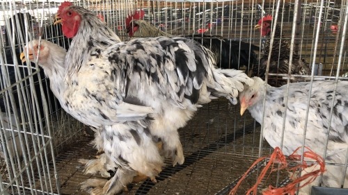 3 X Splash Brahma ROOSTER & HEN Adeo Cloete (Pay per animal to take the lot)