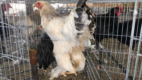 2 X Blue Light Columbian ROOSTER & HEN Adeo Cloete (Pay per animal to take the lot)