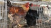2 X Brahma ROOSTER Adeo Cloete (Pay per animal to take the lot)