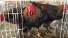 3 X Brahma ROOSTER Adeo Cloete (Pay per animal to take the lot)