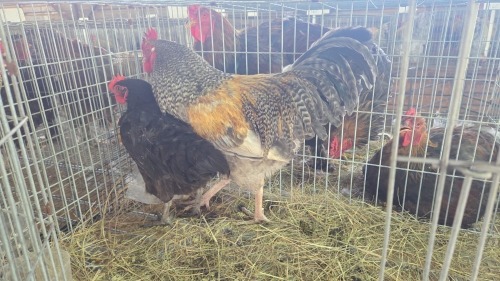 2 X Plaas Hoenders ROOSTER & HEN HSM KOTZE (Pay per animal to take the lot)