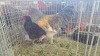 2 X Plaas Hoenders ROOSTER & HEN HSM KOTZE (Pay per animal to take the lot)