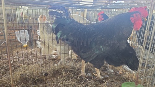 2 X Plaas Hoenders ROOSTER & HEN HSM KOTZE (Pay per animal to take the lot)