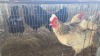 2 X Plaas Hoenders ROOSTER & HEN HSM KOTZE (Pay per animal to take the lot)