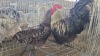 2 X Plaas Hoenders ROOSTER & HEN HSM KOTZE (Pay per animal to take the lot)