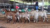 5 X CAPE SKILDER GOAT BUCK CDP AUCTIONEERS (Pay per animal to take the lot)