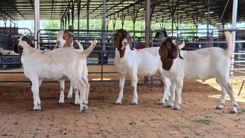 4 X BOERBOK BUCK M. WILLATS (Pay per animal to take the lot)
