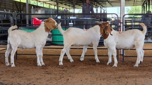 3 X BOERBOK BUCK M. WILLATS (Pay per animal to take the lot)