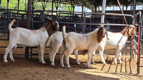 4 X BOERBOK BUCK M. WILLATS (Pay per animal to take the lot)