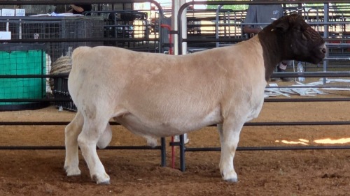 1 X DORPER RAM LANGKLOOF