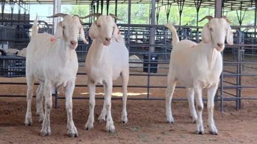 3 X MELKBOK CROSS KAPATER CGH (Pay per animal to take the lot)
