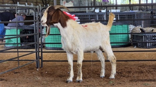 1 X BOERBOK BUCK CGH
