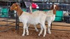 2 X BOERBOK DOE CGH (Pay per animal to take the lot)